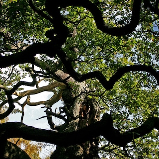 Eeuwenoude Robin Hood-boom in Engelse Sherwood Forest is dood