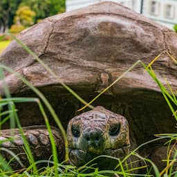 194-jarige schildpad opgenomen als icoon in lijst van Guinness World Records