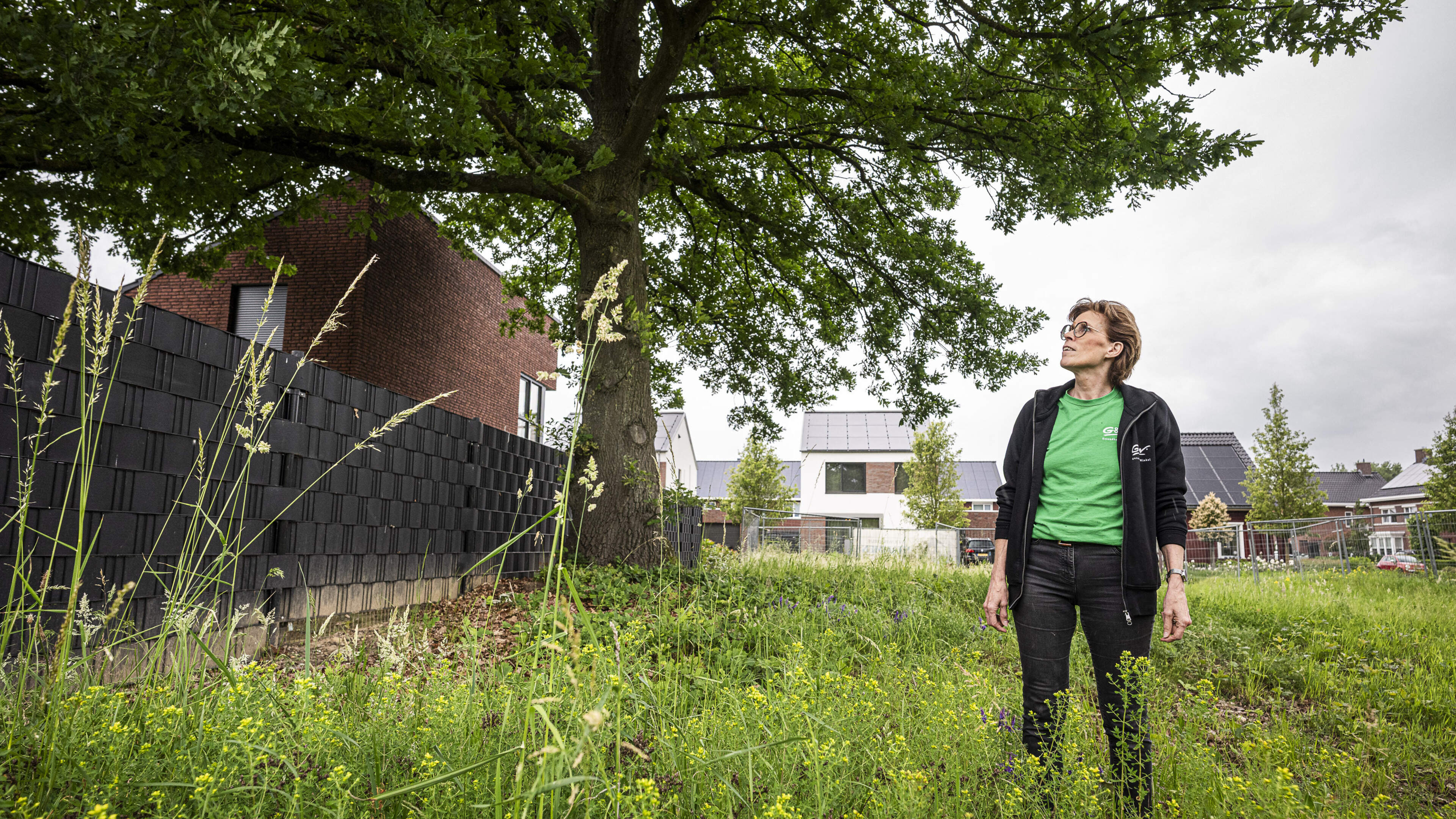 Tientallen huizenkopers haken af bij blik op bouwgrond in Haelen: welk probleem hebben ze met een dikke boom in hun tuin?