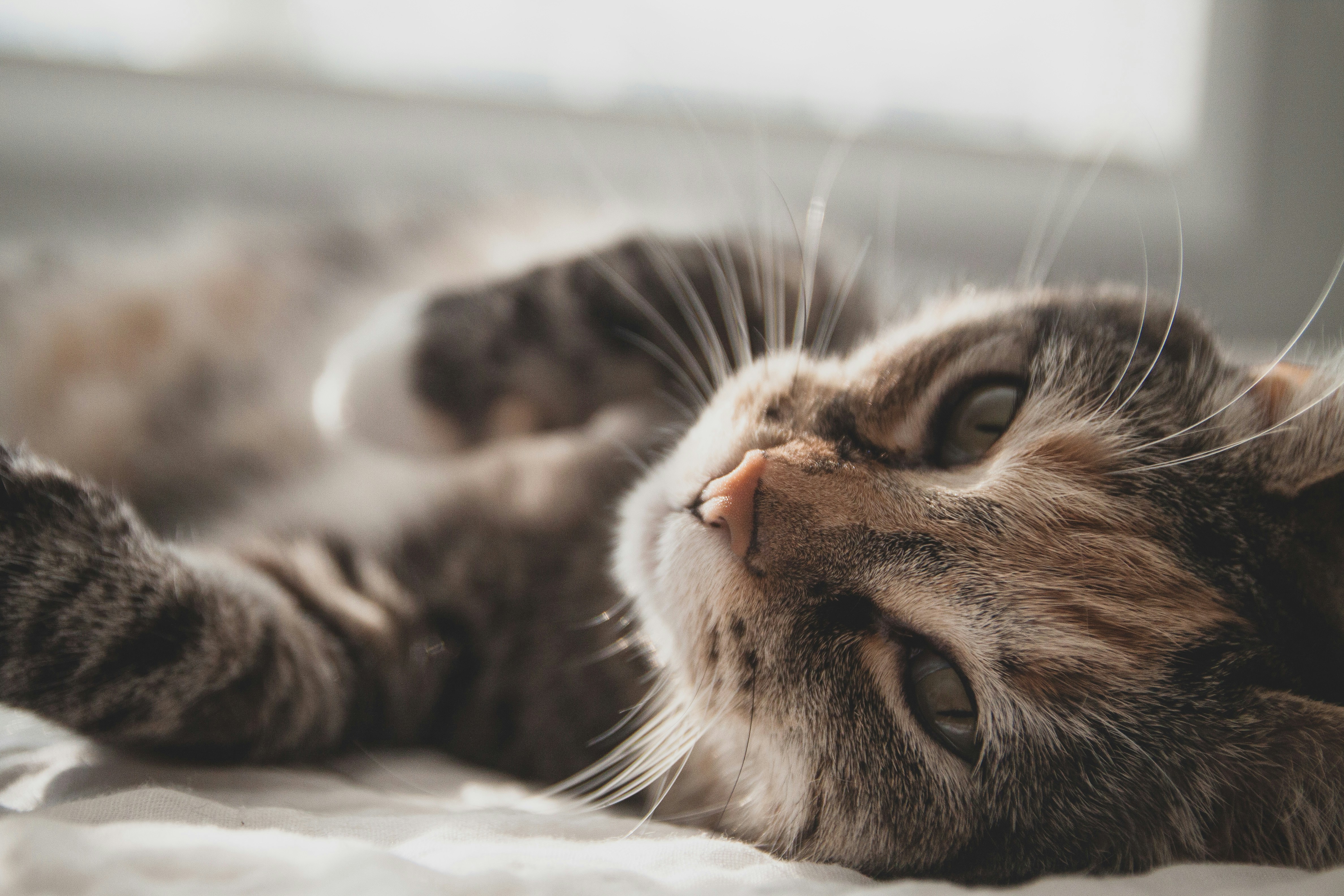 Nieuw onderzoek onder huisdiereigenaren: katten verbeteren humeur, maar verhogen soms stress