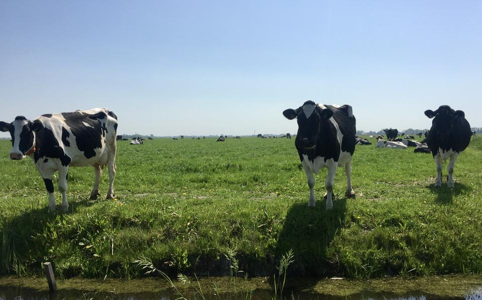 Veehouder uit Kolderwolde steggelt met provincie over aantal koeien