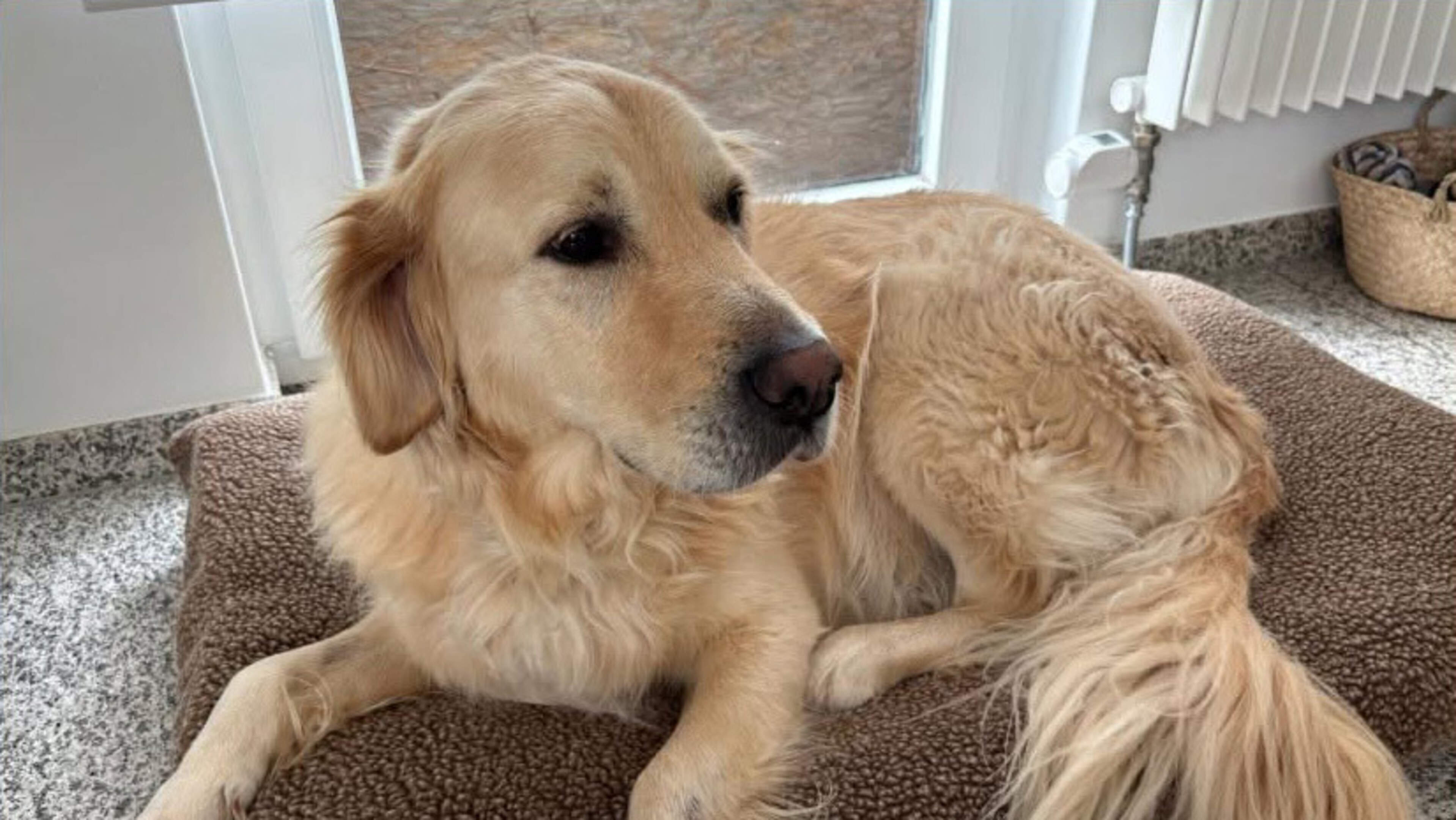 Landgraafse golden retriever Amigo verdween en werd dood teruggevonden, en hij is niet de enige: ‘Je kunt je niet voorstellen wat die gezinnen doorstaan’