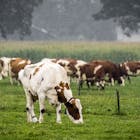 ‘Zones van 1 km rond twintig natuurgebieden in stikstofpakket’
