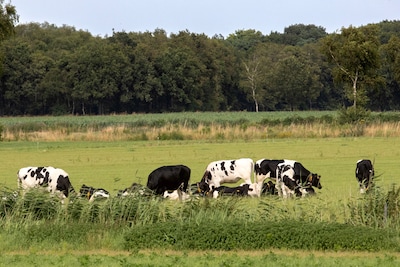 Minister met zak geld naar Peel, maar boeren vrezen stikstofzone van 1 km: zien we er straks nog koeien in de wei?