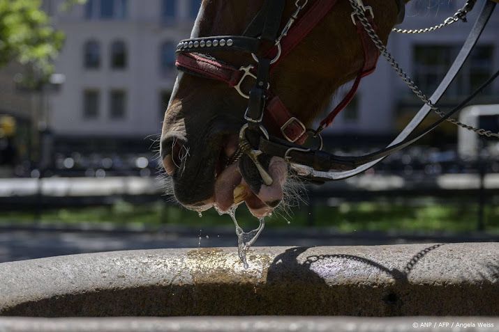 Paard slaat op hol in Central Park in New York, toerist omgekomen
