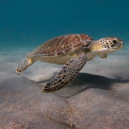 China beschuldigt landen van inzetten zeeschildpadden en vissen als 'spionnen'