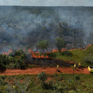 In Brazilië blijkt inheemse kennis onmisbaar om het bos te beschermen tegen bosbranden