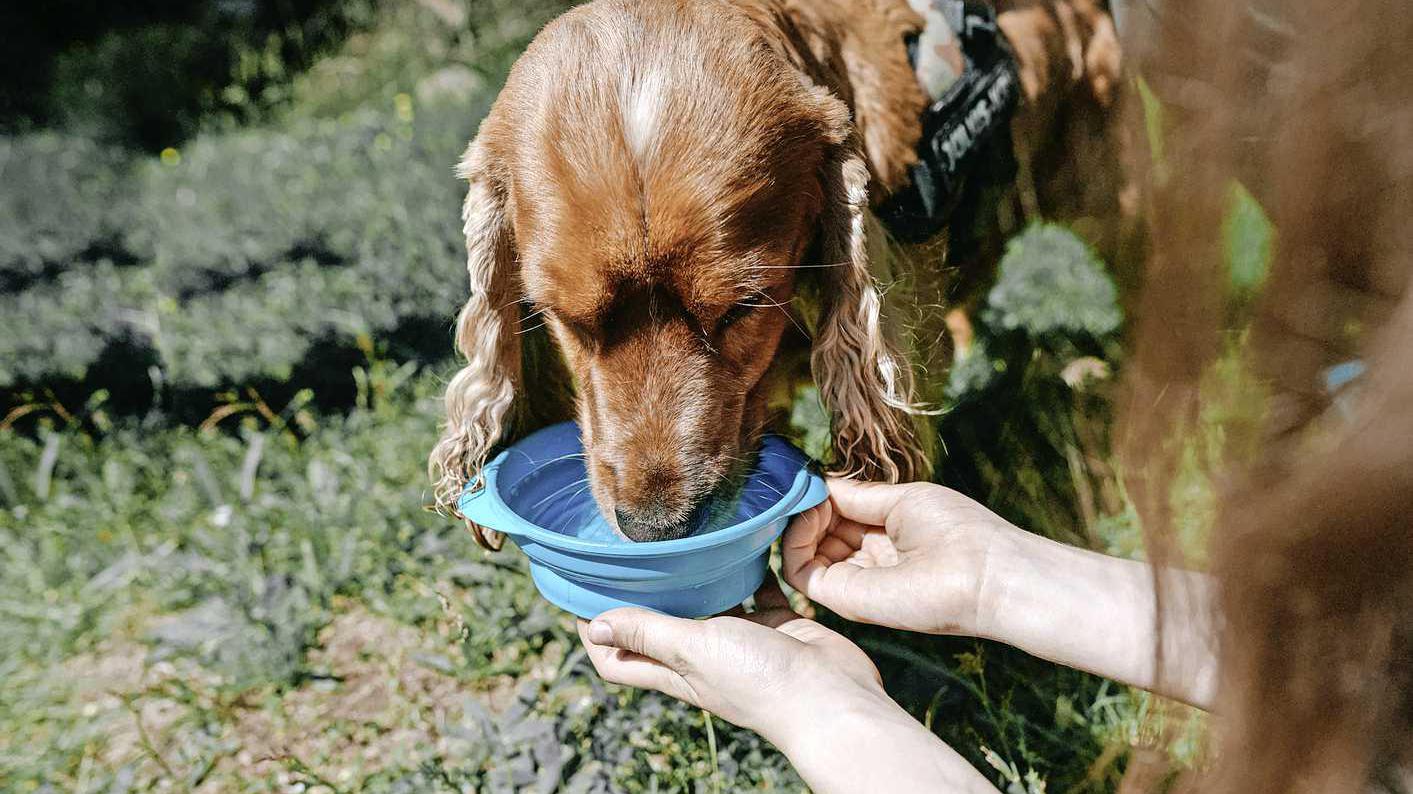 Hoge temperaturen op komst: zo houd je het voor je huisdieren zo aangenaam mogelijk