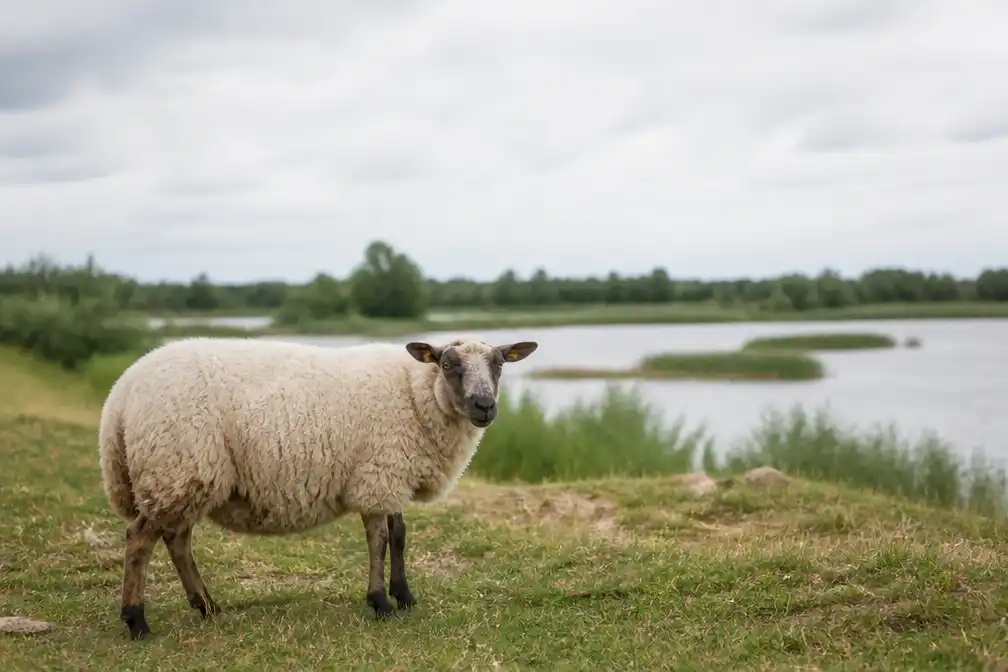 Dood schaap in Rumst na vermoedelijke aanval door loslopende hond