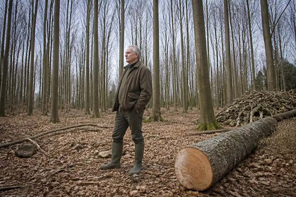 Beuken sterven in heel Nederland door droogte; tientallen bomen gekapt