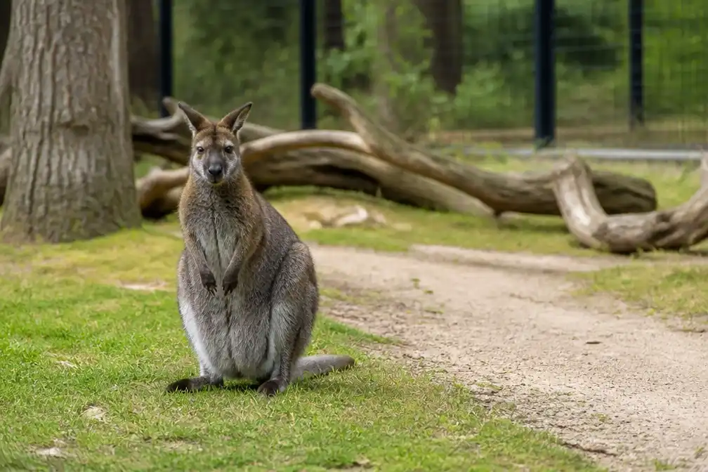 Wallaby Skippy loopt al een half jaar vrij rond in Veldhoven na ontsnapping