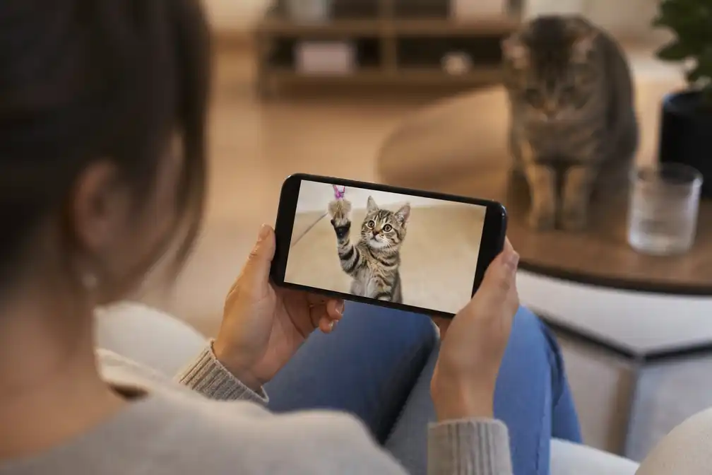 Waarom kattenfilmpjes zo populair zijn, volgens expert Nienke Endenburg