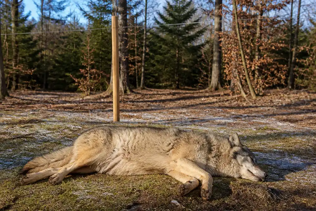 Dierenrechtenorganisaties doen aangifte om doodschieten wolf Bram