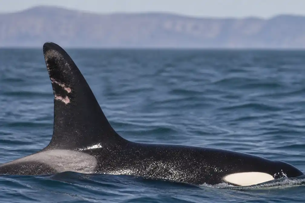 Spanje onderzoekt schotwonden bij orka Toñi in Straat van Gibraltar