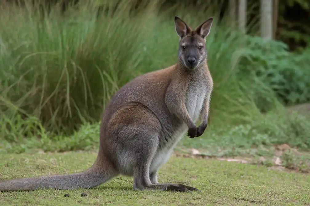 Wallaby ontsnapt in Vrouwenpolder; vangst onzeker, waarschuwt Dierenwelzijn