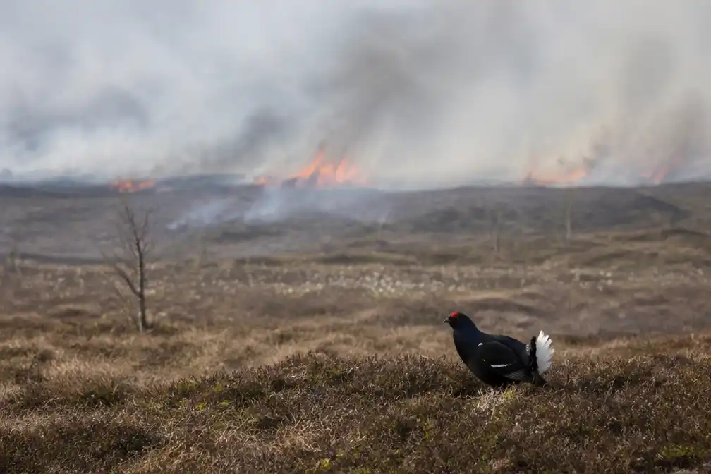 Natuurbrand in Hoge Venen bedreigt herintroductie korhoen