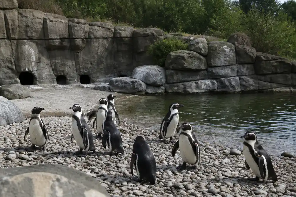 Opnieuw Afrikaanse pinguïns dood in Beekse Bergen; oorzaak onbekend