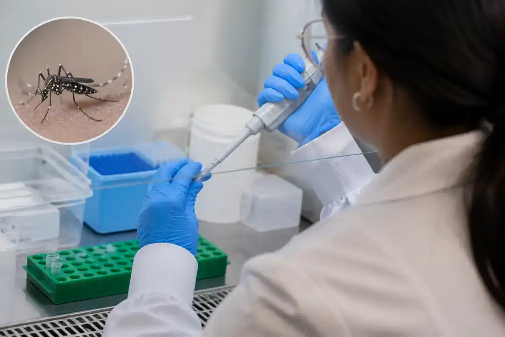 DNA-onderzoek toont verspreiding Aziatische tijgermug in Nederland aan