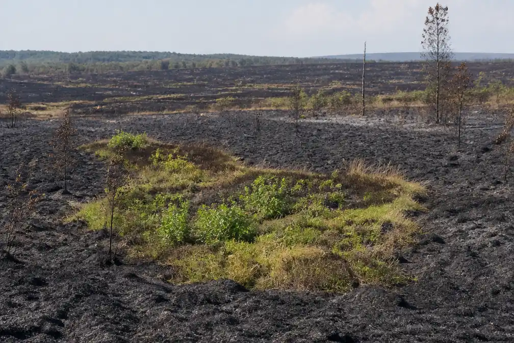 Overlevende 'eilandjes van biodiversiteit' geven hoop op herstel Hoge Venen