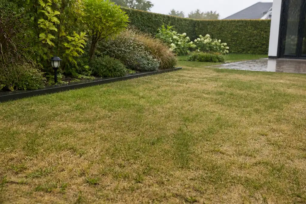 Na droge zomer weer regen: expert Laurence Machiels over groen gazon