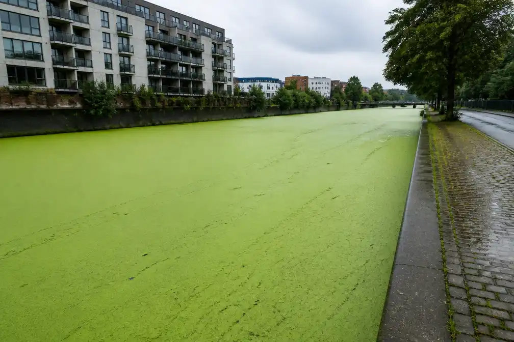Leie in Kortrijk kleurt groen door eendenkroos na zware regenval