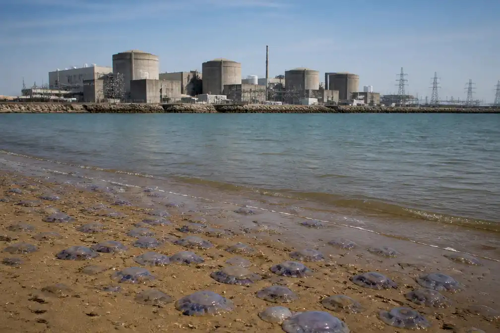 Kwallen leggen opnieuw twee reactoren van kerncentrale Gravelines stil
