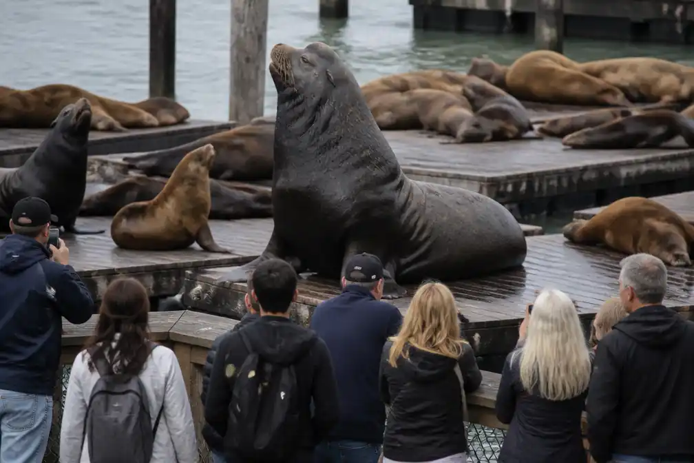Reusachtige Stellerzeeleeuw trekt bekijks in San Francisco