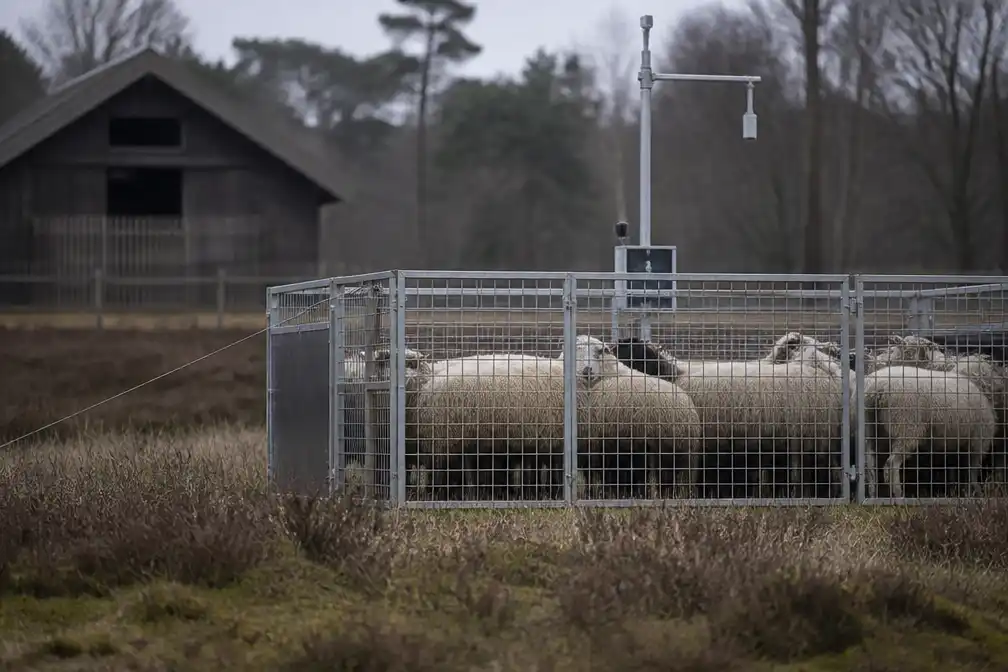Wolven lokken met schaapskooi op Hoge Veluwe voor zenders roept vragen op