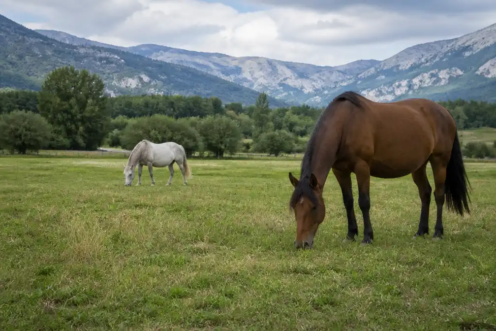 Nieuwe theorie: peuter Émile Soleil (2,5) mogelijk omgekomen na trap van paard