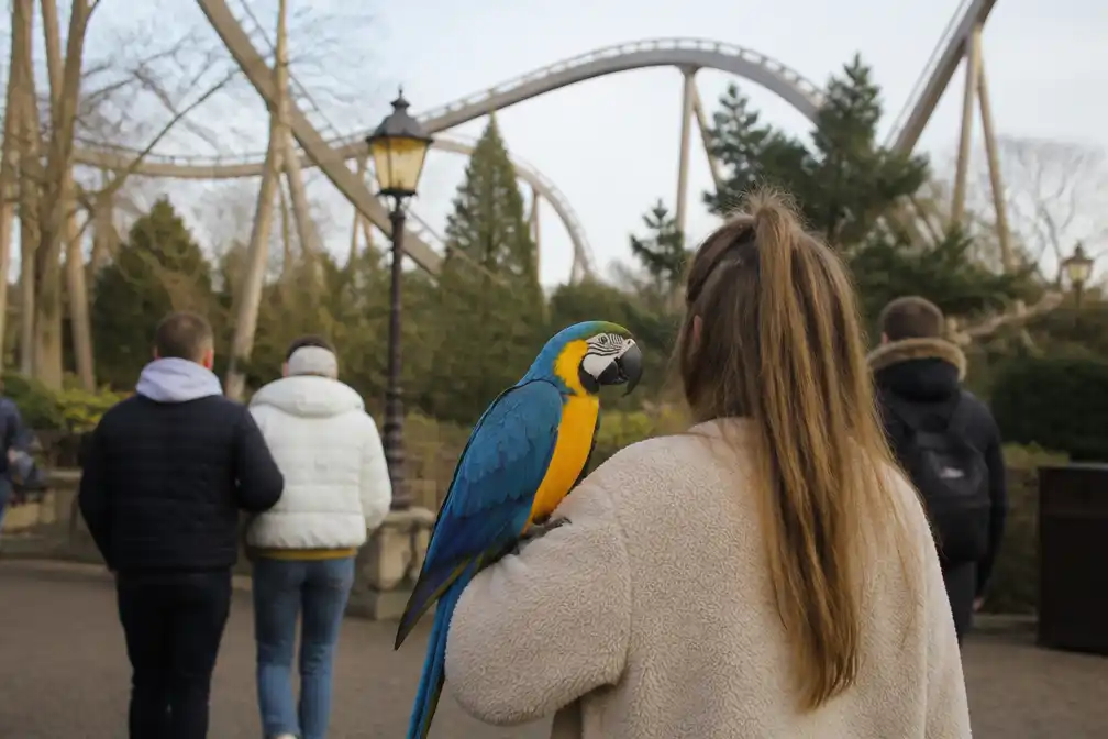 Papegaai als hulpdier in Efteling leidt tot ophef op TikTok