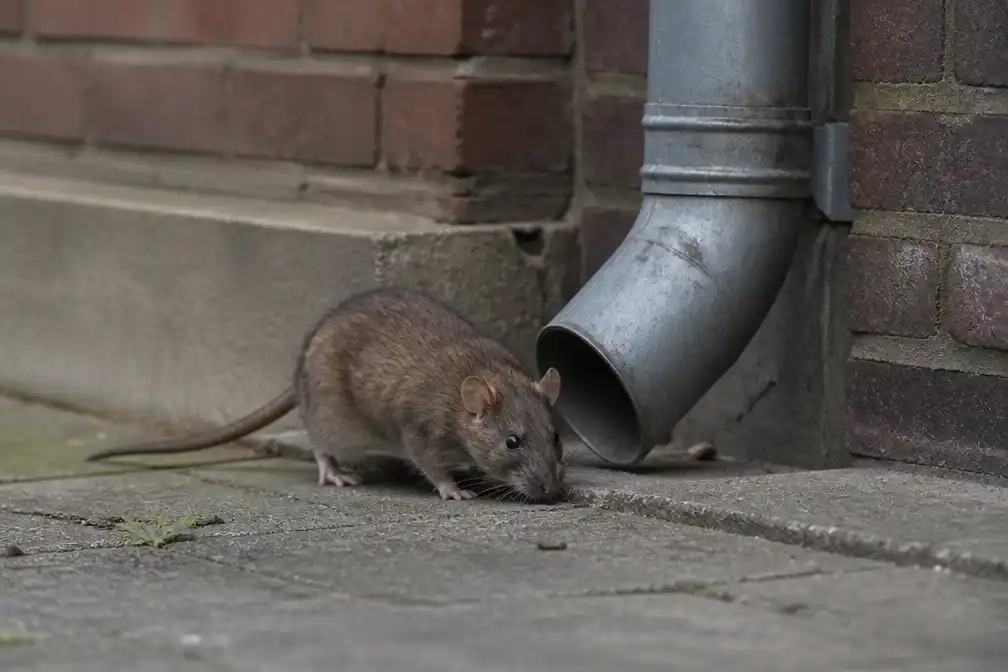 Bewoner Sint Willebrord vangt ruim dertig ratten in vier weken: dorp kampt met plaag
