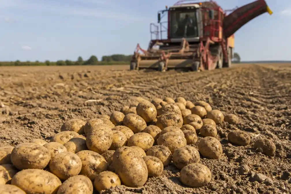 Kurkdroge zomer leidt tot een van kleinste aardappeloogsten ooit in Noordwest-Europa