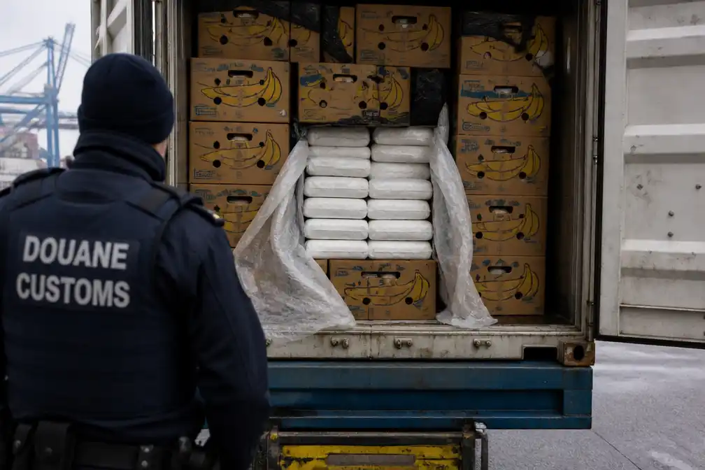 Douane onderschept 2.390 kilo cocaïne in bananencontainer in Antwerpse haven