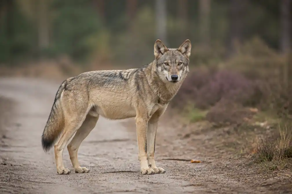 Wolvin lijkt zich te vestigen in het Overijsselse Vechtdal