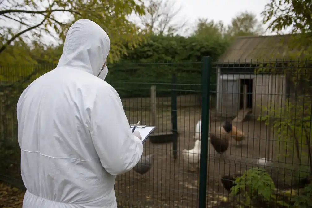Vogelgriep H5N1 vastgesteld bij hobbyhouder in Tongeren-Borgloon, FAVV stelt zones in