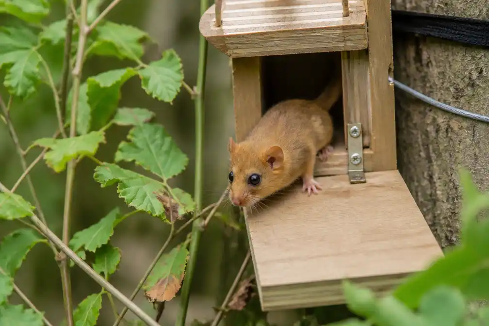 ZOO Planckendael zet dertig bedreigde eikelmuizen uit in de Vlaamse natuur