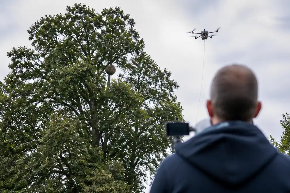 Drone verdelgt Aziatisch hoornaarsnest op 30 meter hoogte in Kortenaken