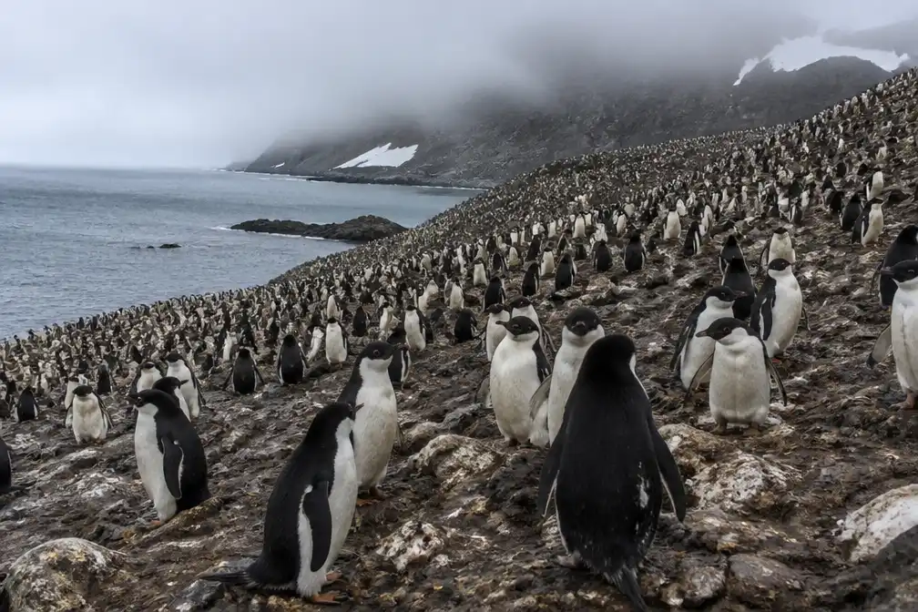 Grootste pinguïnkolonie ter wereld sinds 2011 met twee derde afgenomen