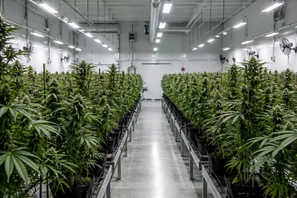 Teler medicinale cannabis Bedrocan failliet verklaard