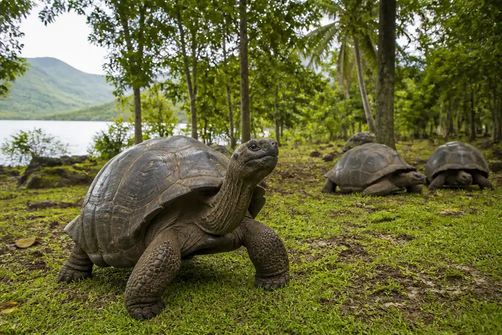 Reuzenschildpadden Seychellen talrijker dan mensen na groei naar 180.000