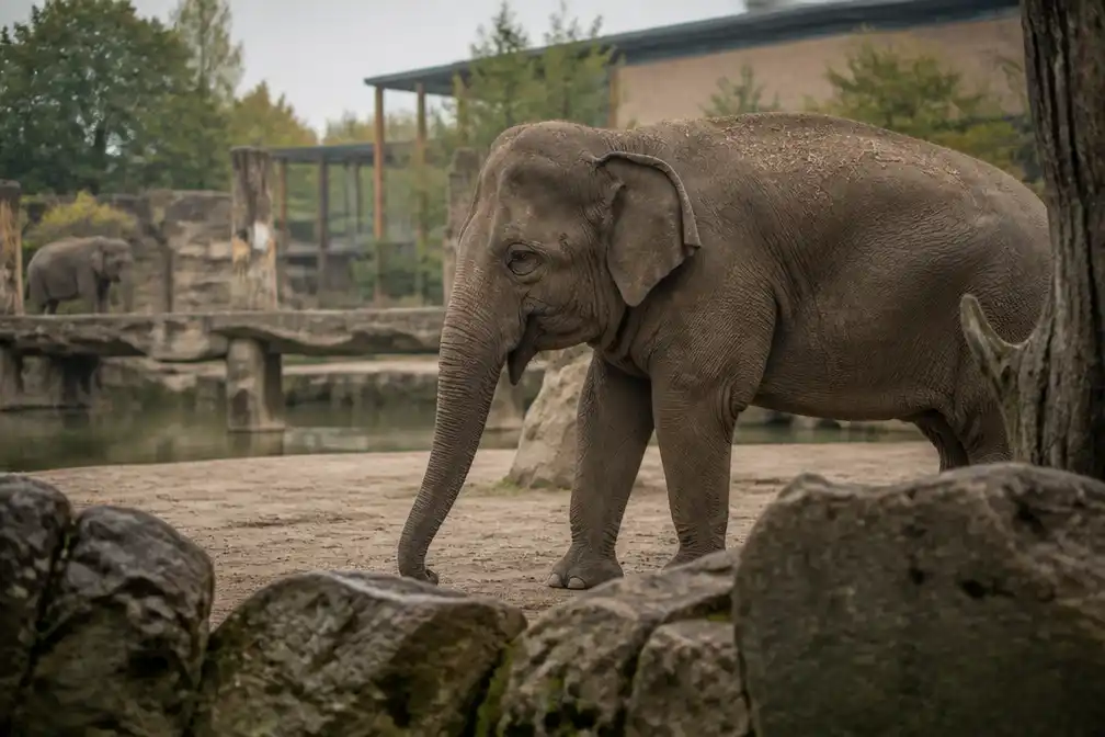 Erkens pakt dierentuinen harder aan die achterblijven op dierenwelzijn