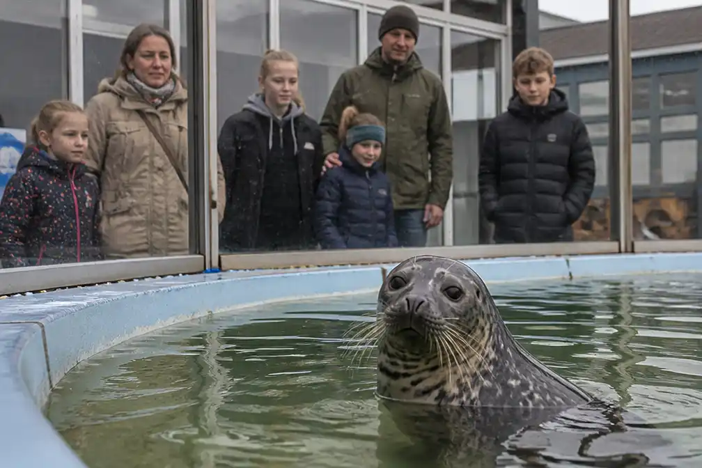 Zeehondenopvang Werelderfgoedcentrum Waddenzee dreigt failliet, donaties stromen binnen