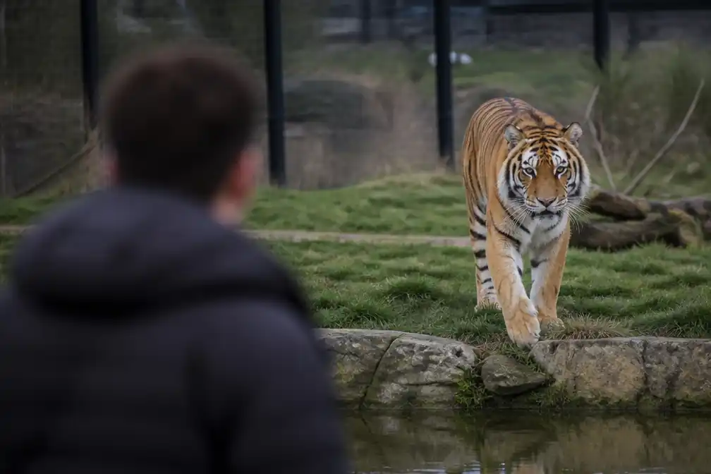 William Chapman (23) overlijdt na betreden tijgerverblijf in Yorkshire Wildlife Park