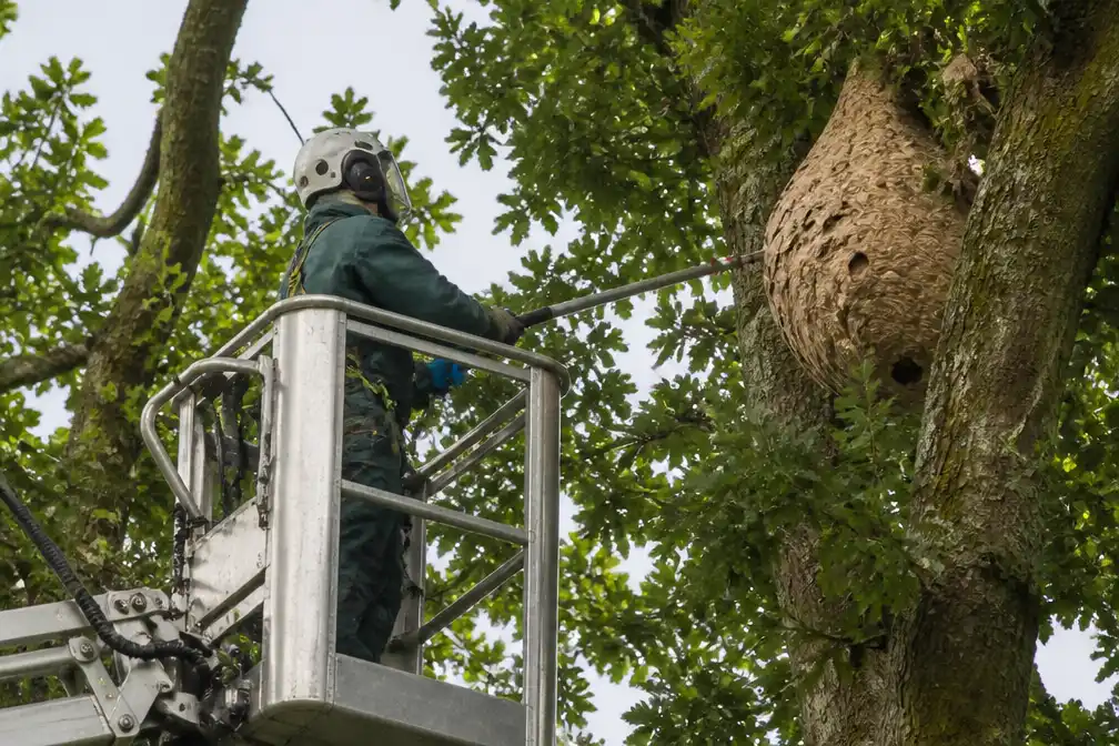 Boomverzorger aangevallen door Aziatische hoornaars, incidenten nemen toe