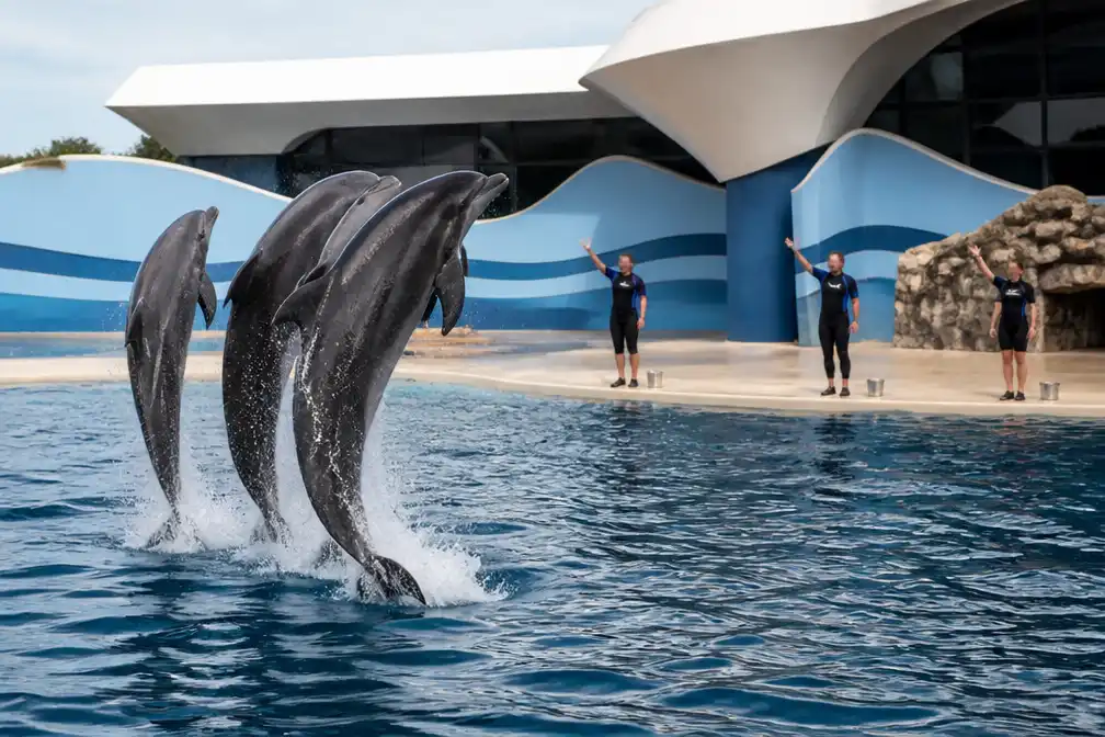 Kabinet kiest voor fokverbod en uitsterfbeleid bij Dolfinarium Harderwijk