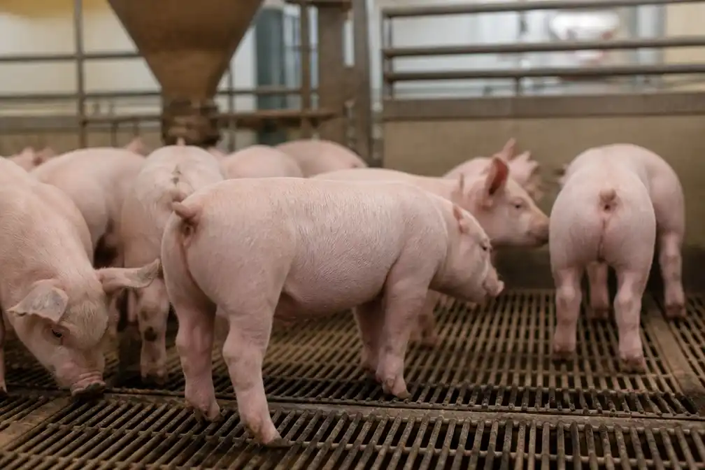 Hoogste bestuursrechter: ministerie moet verbod op couperen varkensstaarten handhaven