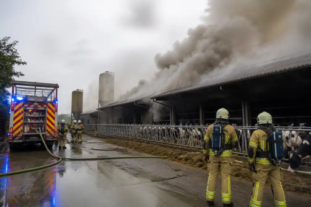 Brand in koeienstal in Zwevezele: koeien in veiligheid gebracht, rook tot aan E403