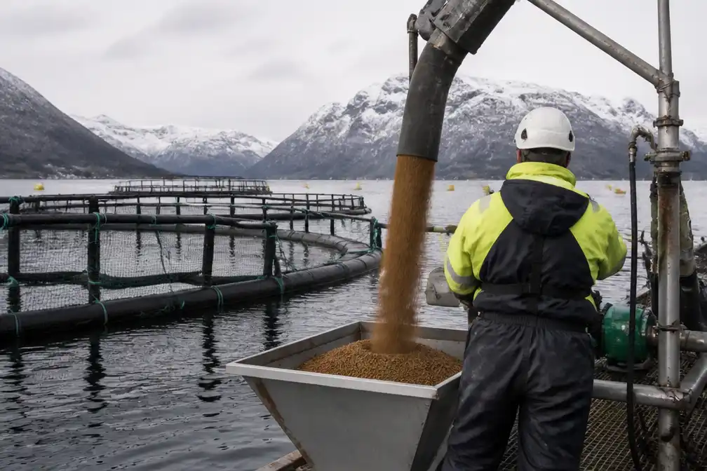 Grootste zalmkwekerijen van Europa voeren zalmen restvlees van kippen