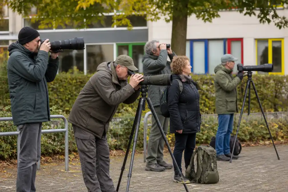 Zeldzame notenkraker uit Siberië lokt vogelaars naar Beverwijk