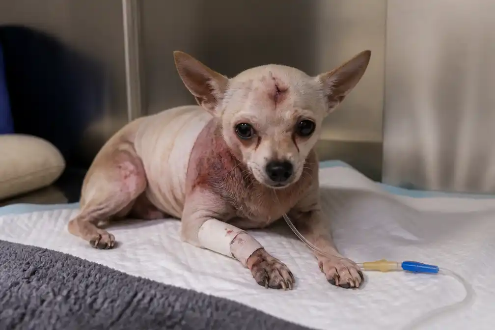 Chihuahua Prutske zwaargewond na aanval door stafford in Deinze; hond in beslag genomen